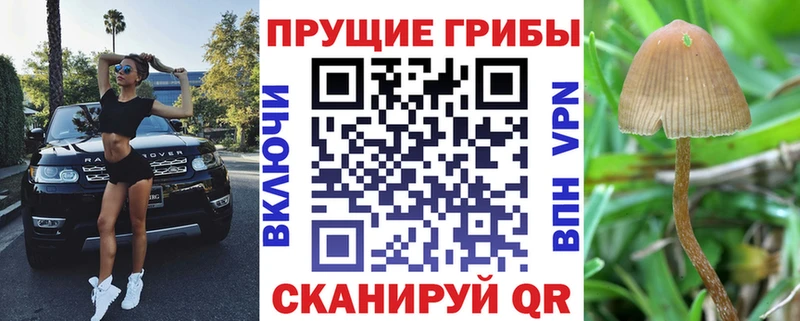 Галлюциногенные грибы прущие грибы  Клинцы 